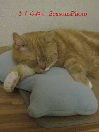 ねこたびおやすみ1p.jpg