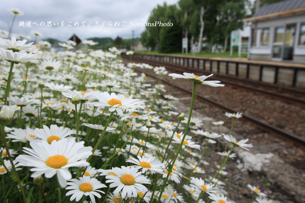 白い花あふれる季節 さくらねこのphoto散歩
